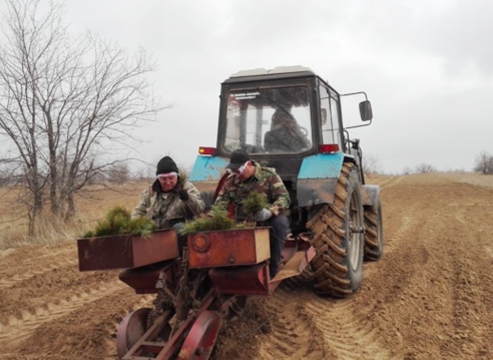 В Волгоградской области высадят более 5 млн сеянцев